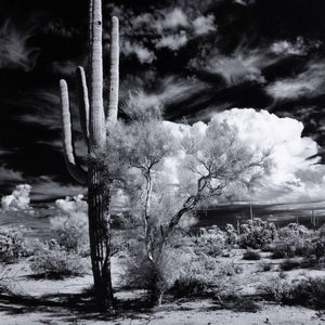 Sonoran Desert By Getty