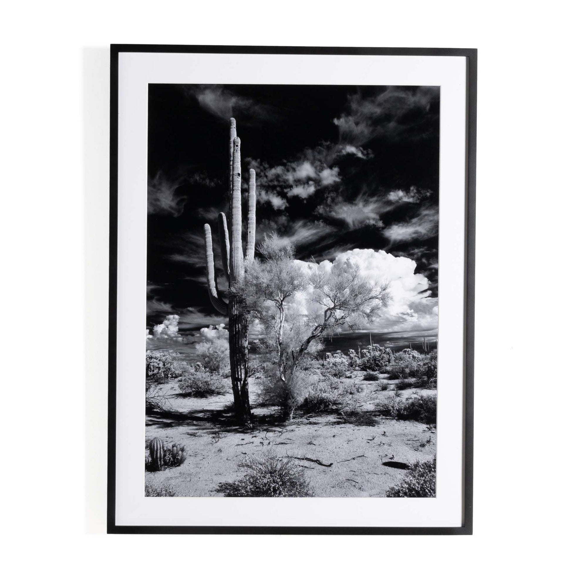 Sonoran Desert By Getty